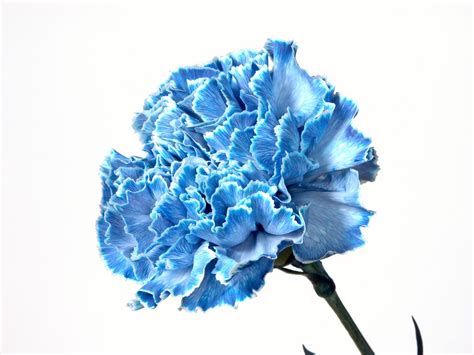 pale carnations|Blue Carnations Meaning: Interesting Facts About The Flower .